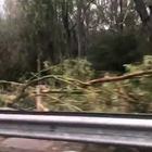 Maltempo a Matera, danni e alberi abbattuti dopo il nubifragio