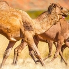 Australia, diecimila cammelli verranno abbattuti per l'emergenza incendi e siccità: «Bevono troppo»