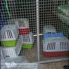 Trenta gattini abbandonati: teste inchioda il responsabile