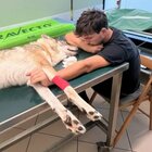 Cane paralizzato dopo una caduta di 10 metri, Luca organizza una raccolta fondi: «Aiutatemi a salvare la mia Arwen»