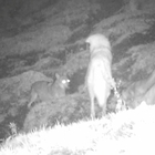 Il cane pastore mette il lupo in fuga: le incredibili immagini riprese dalle telecamere