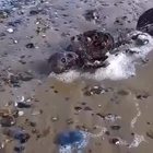 "Ho trovato una sirena in decomposizione sulla sabbia": il video inquietante dalla spiaggia del Nord