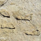 Impronte di piedi di oltre 20mila anni fa in America, la scoperta che «rivoluziona» gli studi sull'origine dell'uomo