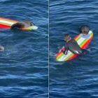 Lontra marina terrore dei surfisti in California