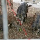 Roma, cinghiali rinchiusi in un parco giochi in attesa di esser anestetizzati e uccisi. Protesta di animalisti e veterinari: «Come potete farlo di fronte ai bambini?»
