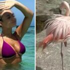Chanel Totti, la foto in bikini nel mare con i fenicotteri rosa infiamma i fan: «Sembri una sirena»
