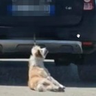 Cane legato e trascinato da un'auto: «È vivo, ora il proprietario minaccia chi ha girato il video choc»