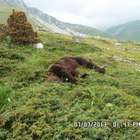 L'orso Stefano ucciso nel Parco nazionale d'Abruzzo
