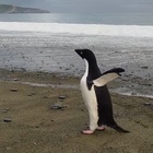 Pinguino vaga per 3mila km e arriva in Nuova Zelanda, salvato in spiaggia: «Sembrava un peluche»