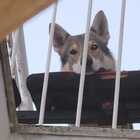 Cane muore cadendo dal balcone al terzo piano: scatta la denuncia