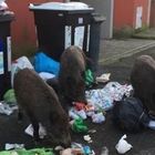 Roma, i cinghiali tra i rifiuti nel quartiere della sindaca Raggi