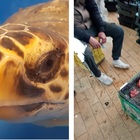 Carne di tartaruga marina in vendita al mercato tunisino, la denuncia delle associazioni