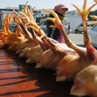 Influenza aviaria, primo caso in Cina