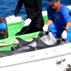 Giappone, pescatori catturano i delfini da portare nei parchi a tema: i video drammatici