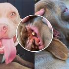 Il cane con due bocche per una rara malformazione: la seconda è all'interno di un orecchio