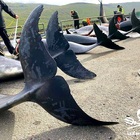 Cento delfini uccisi