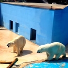 Gli orsi polari del gelido Artico, costretti al caldo soffocante dello zoo in Puglia: è polemica