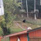 L'orso "sconfina" nel campo di tiro con l'arco: i turisti filmano la scena
