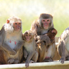 La scimmia fa la respirazione bocca a bocca alla compagna in difficoltà: le incredibili immagini dal Botswana
