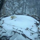 Mamma aquila eroina, protegge le sue uova dalla neve: salvi quasi tutti i pulcini, ne muore solo uno FOTO