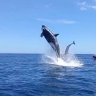 Orca attacca e sbrana un delfino