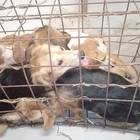 Velletri, 4 cani abbandonati in strada su via Appia dentro una piccola gabbia metallica. Foto Luciano Sciurba