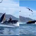 Balena inghiottisce due ragazze in kayak: le incredibili immagini spaventano il web