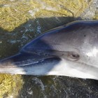 Delfini morti nel Tirreno, 36 spiaggiati in un anno: ecco il motivo