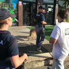 Controlli della polizia in borghese, arrestati un pusher albanese e un ricercato serbo