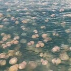 Allarme meduse, dilaga anche nel Mediterraneo la pericolosa "caravella portoghese": ecco dove si trova