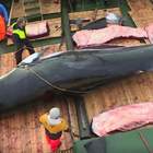 Il mondo si ferma per il virus, la Norvegia riprende la caccia alle balene: la denuncia delle associazioni