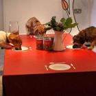 Roma, arriva il ristorante per cani e gatti: i pasti sono anche in versione "light"