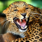 Uganda, bimbo di 3 anni rapito e ucciso da un leopardo: la babysitter lo aveva lasciato da solo