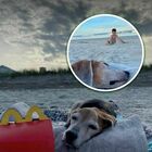 L'ultimo giorno di vita di un cane, la famiglia lo porta in spiaggia: tramonto e patatine fritte, il video commovente