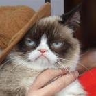 Grumpy Cat è il gatto più ricco del mondo: ecco il suo patrimonio milionario