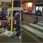Roma, i cinghiali banchettano tra i rifiuti e poi scorrazzano per le strade della Balduina