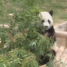 Buone notizie dalla Cina: panda gigante non più specie a rischio estinzione