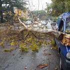 Maltempo: alberi caduti a Latina, Sermoneta e nel Sud Pontino