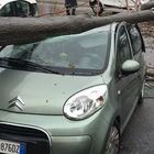 Roma, torna il maltempo con raffiche di vento: albero crolla e ferisce una donna