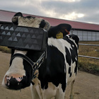 Visori sugli occhi delle mucche per produrre più latte: ricreate atmosfere rilassanti