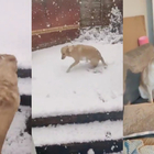 Un cane scopre la neve per la prima volta e reagisce così