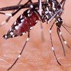 Dengue dopo il viaggio all'estero: scatta la disinfestazione a Firenze