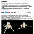 Nuova specie di aragosta scoperta in Sudafrica: la chiamano Mandela