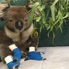 Morto Billy, il koala salvato dalle fiamme, simbolo della tragedia australiana