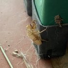Trova uno "strano" insetto sul terrazzo e posta la foto sui social: «Sembra Alien»