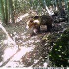 L'orso M49 catturato in Trentino: fuga terminata dopo due mesi