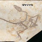 Dinosauro alato, scoperto il fossile del “drago danzante”: «Specie mai vista prima imparentata col Velociraptor»