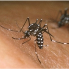 Dengue è in Italia, 8 casi in Lombardia (e record morti in Bangladesh). Cosa è, sintomi e come riconoscerla