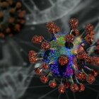 Nuovo coronavirus scoperto nei pipistrelli in Asia. «Codice genetico condiviso al 91% con Sars-CoV-2»