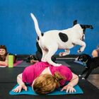 Puppy Yoga, polemiche per la pratica con cuccioli